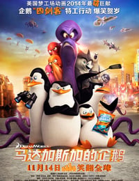 马达加斯加的企鹅