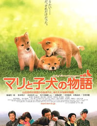 爱犬的奇迹