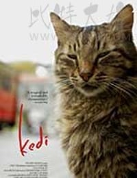 爱猫之城